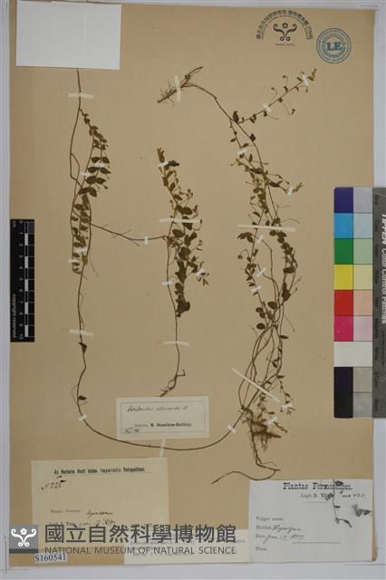 土丁桂藏品圖，第1張