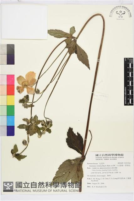 小白頭翁、野棉花藏品圖，第1張