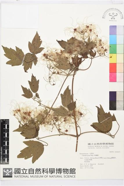 串鼻龍藏品圖，第1張