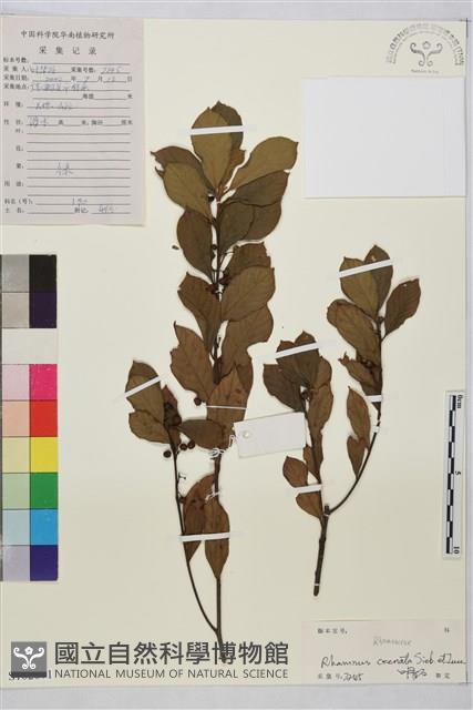 鈍齒鼠李藏品圖，第1張