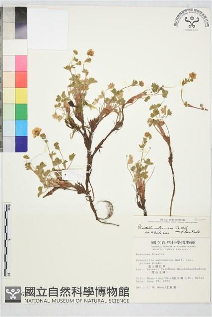 高山翻白草藏品圖，第1張