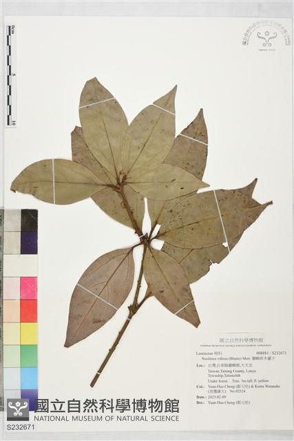 蘭嶼新木薑子藏品圖，第1張