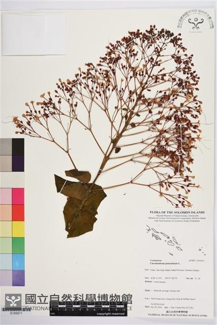 龍船花, 圓錐大青藏品圖，第1張