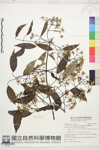 柱果鐵線蓮藏品圖，第1張