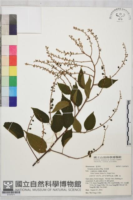 毛咀簽藏品圖，第1張