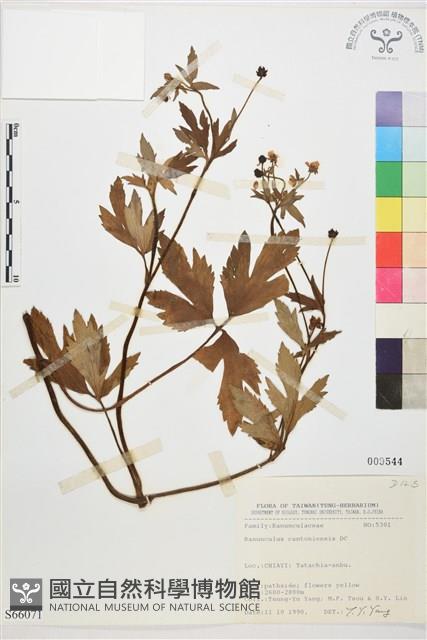 水辣菜、禺毛茛藏品圖，第1張