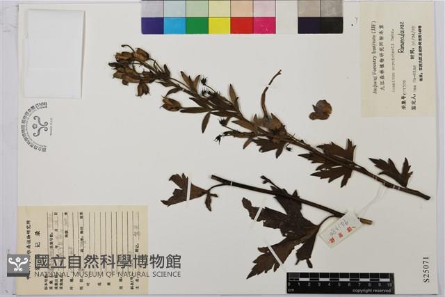 烏頭藏品圖，第1張