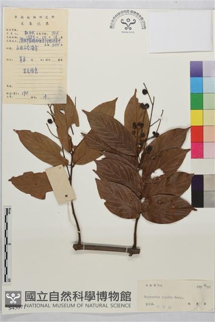 亮葉雀梅藤藏品圖，第1張