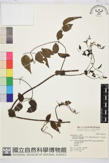 Accession Number:S037071 Collection Image, Figure 2, Total 2 Figures