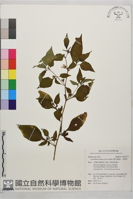 雙花龍葵、耳鉤草藏品圖，第1張