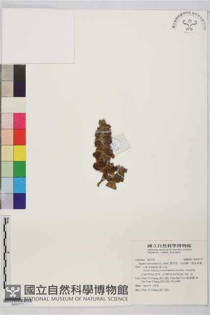 香苦草、狗母蘇、假走馬風藏品圖，第1張