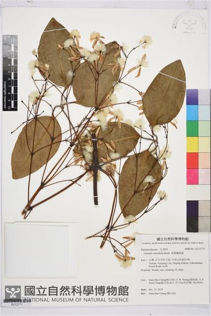 厚葉鐵線蓮藏品圖，第1張