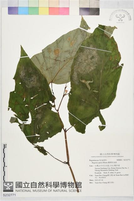 圓果秋海棠藏品圖，第1張