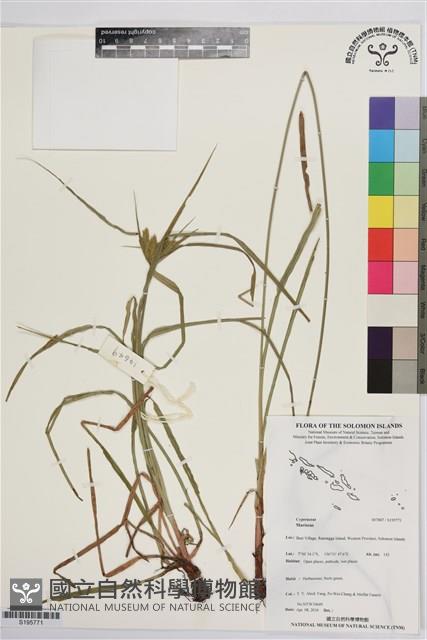 登錄號:S195771藏品圖，第1張