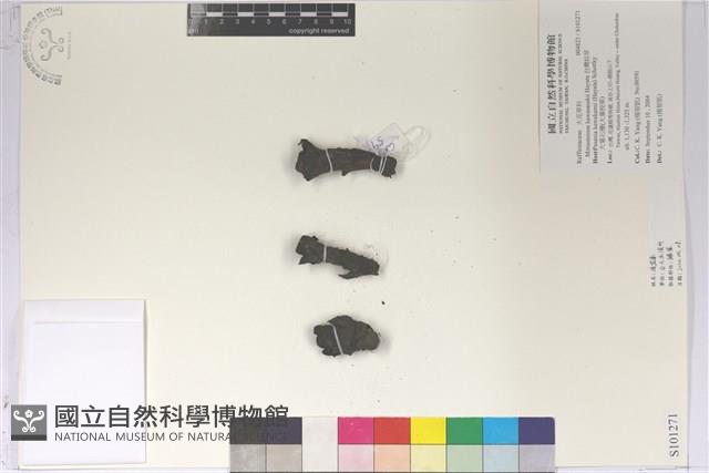 台灣奴草藏品圖，第1張