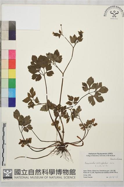 鉤柱毛茛藏品圖，第1張