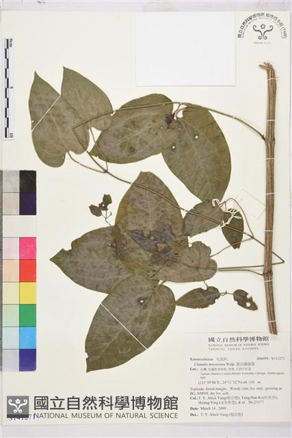 麥氏鐵線蓮藏品圖，第2張