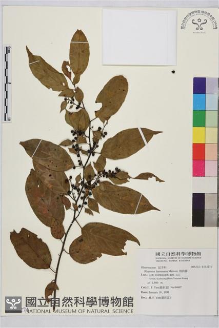 桶鉤藤藏品圖，第1張