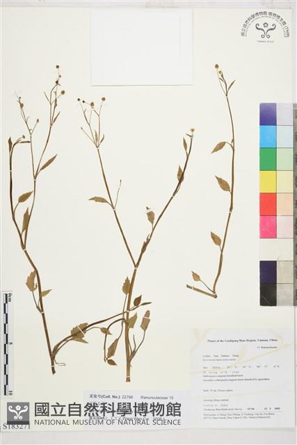 片馬毛茛藏品圖，第1張