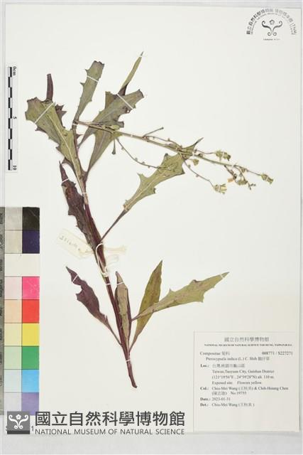 鵝仔草藏品圖，第1張