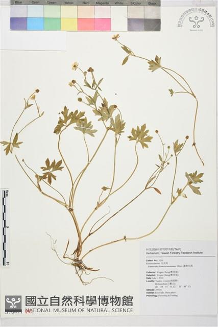 蓬萊毛茛藏品圖，第1張