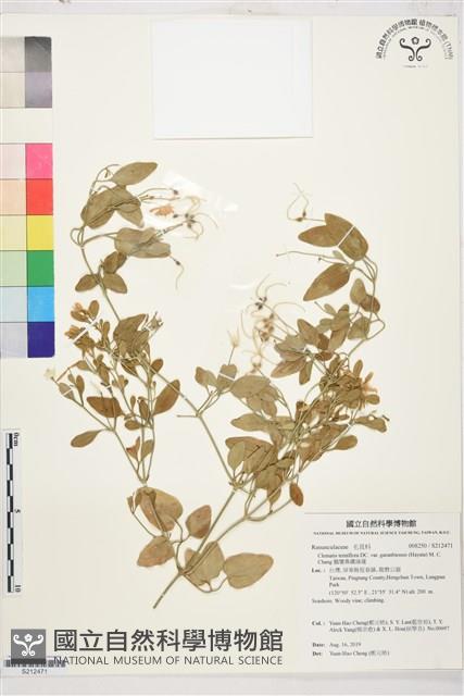 鵝鑾鼻鐵線蓮藏品圖，第1張