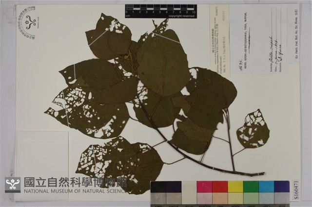 扛香藤藏品圖，第1張