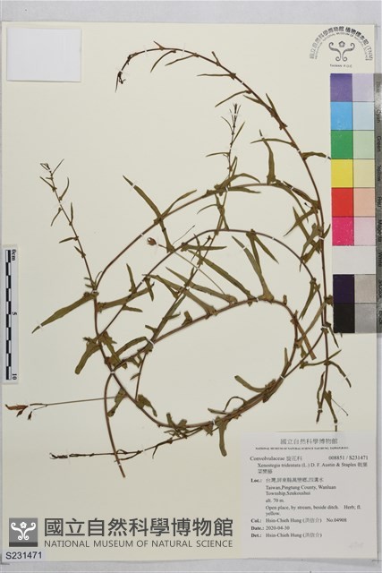 戟葉菜欒藤藏品圖，第1張