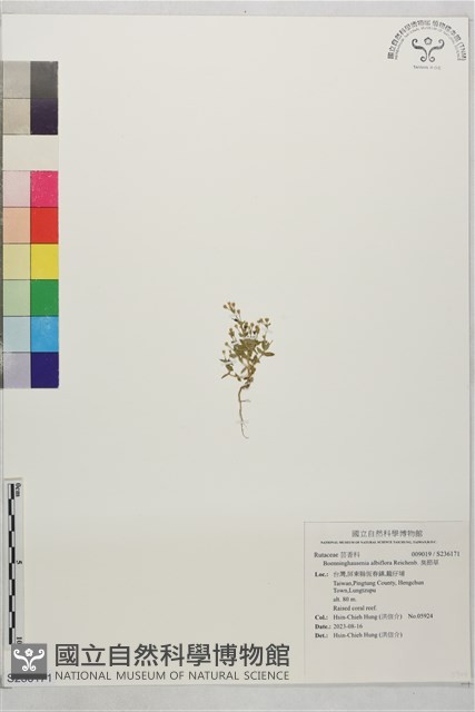 臭節草藏品圖，第1張