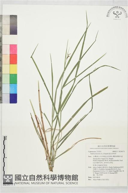 陸生珍珠茅藏品圖，第1張