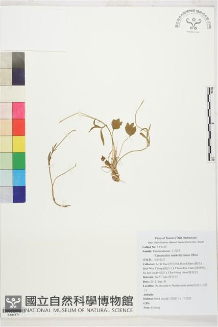 南湖毛茛藏品圖，第1張