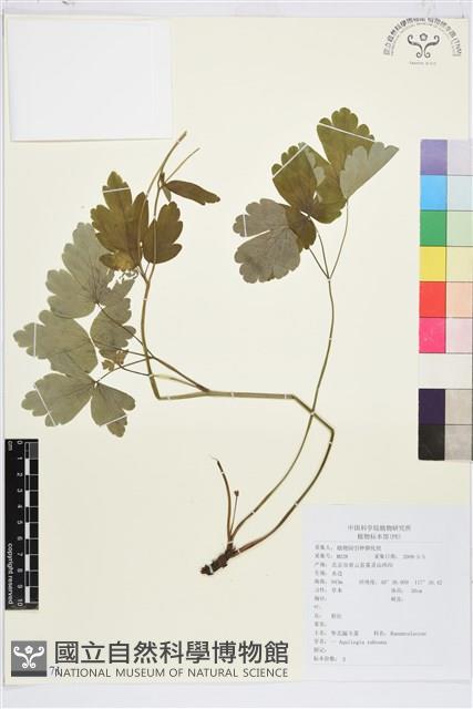 華北耬斗菜藏品圖，第1張