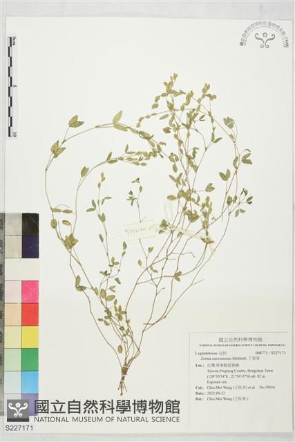 丁葵草藏品圖，第1張