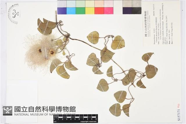 屏東鐵線蓮藏品圖，第1張