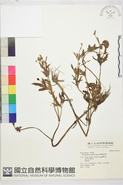 茴茴蒜藏品圖，第1張