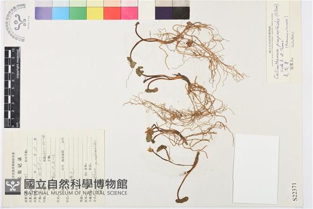 美花草藏品圖，第1張