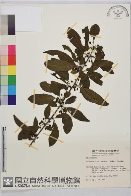 琉球鼠李藏品圖，第1張