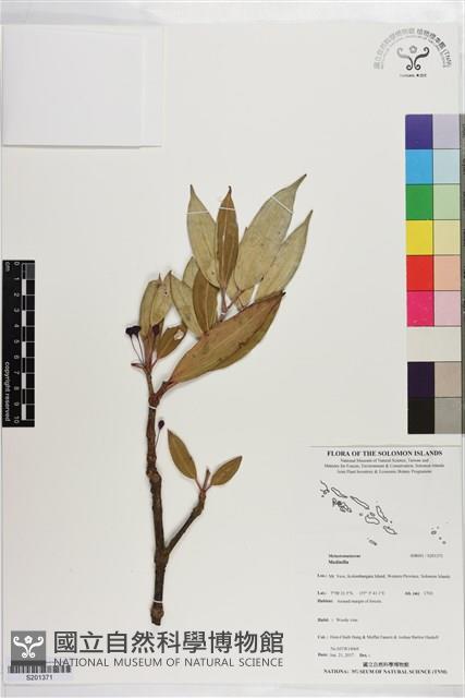 登錄號:S201371藏品圖，第1張