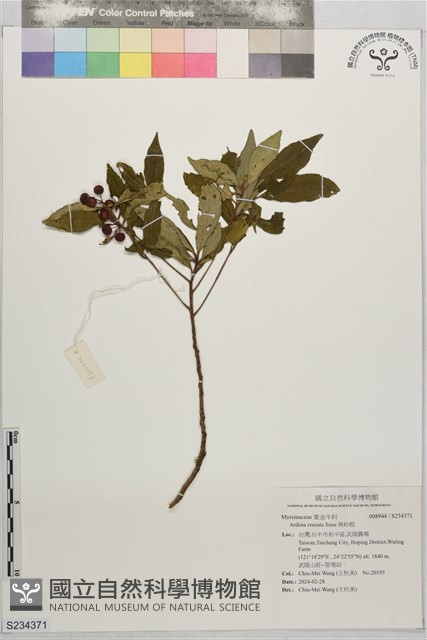 珠砂根藏品圖，第1張