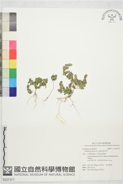 孩兒草藏品圖，第1張