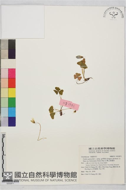 台灣山酢漿草藏品圖，第1張