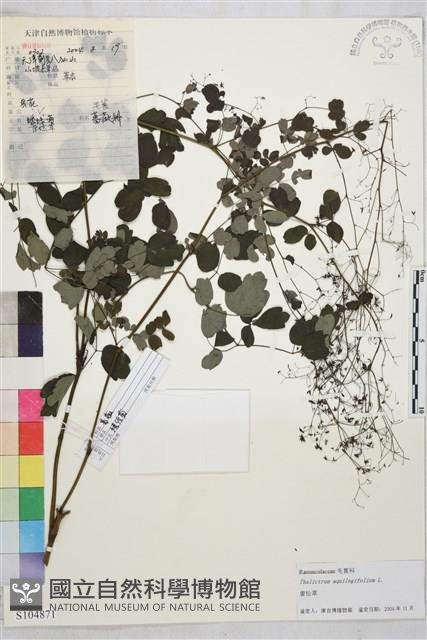 唐松草藏品圖，第1張