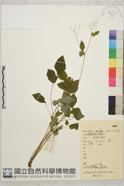 陰地唐松草藏品圖，第1張