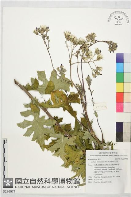 Formosan lettuce Collection Image