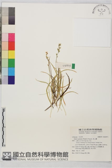 束心蘭藏品圖，第1張
