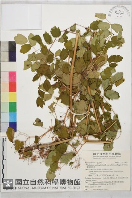 唐松草藏品圖，第1張