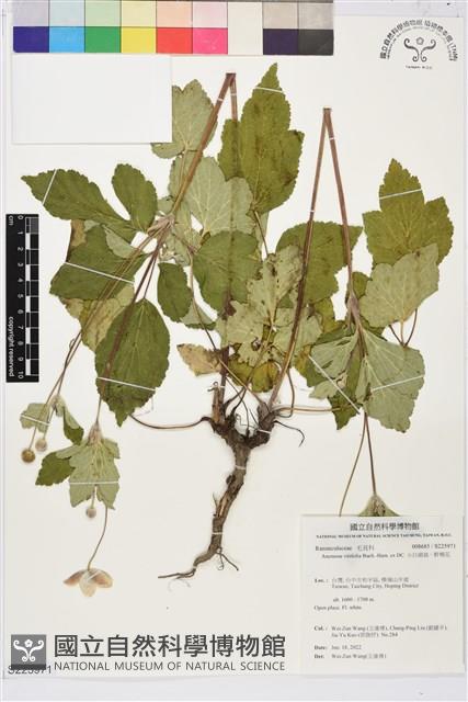 小白頭翁、野棉花藏品圖，第1張