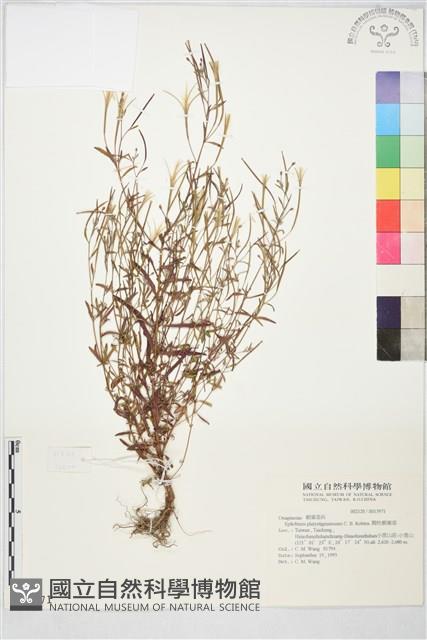 闊柱柳葉菜藏品圖，第1張