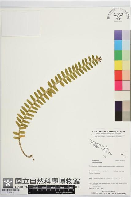 登錄號:S195971藏品圖，第1張