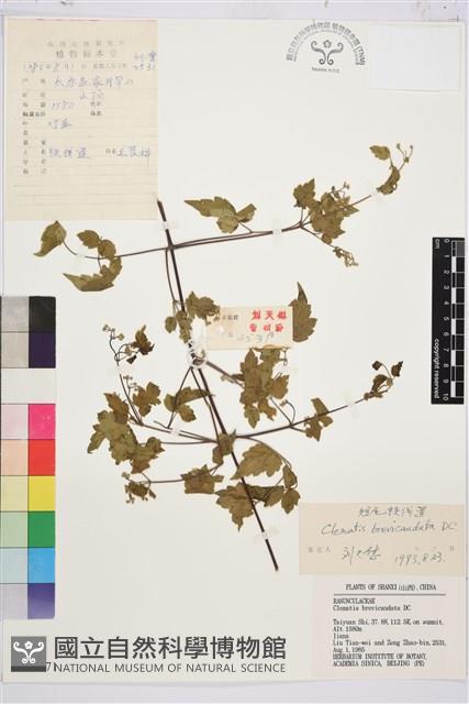 短尾鐵線蓮藏品圖，第1張